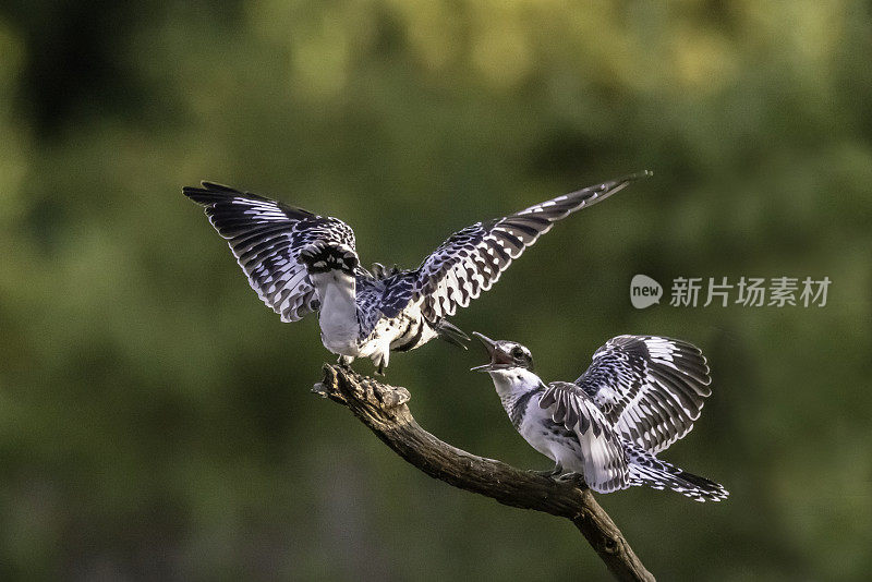 两只翠鸟在树枝上(Ceryle rudis)